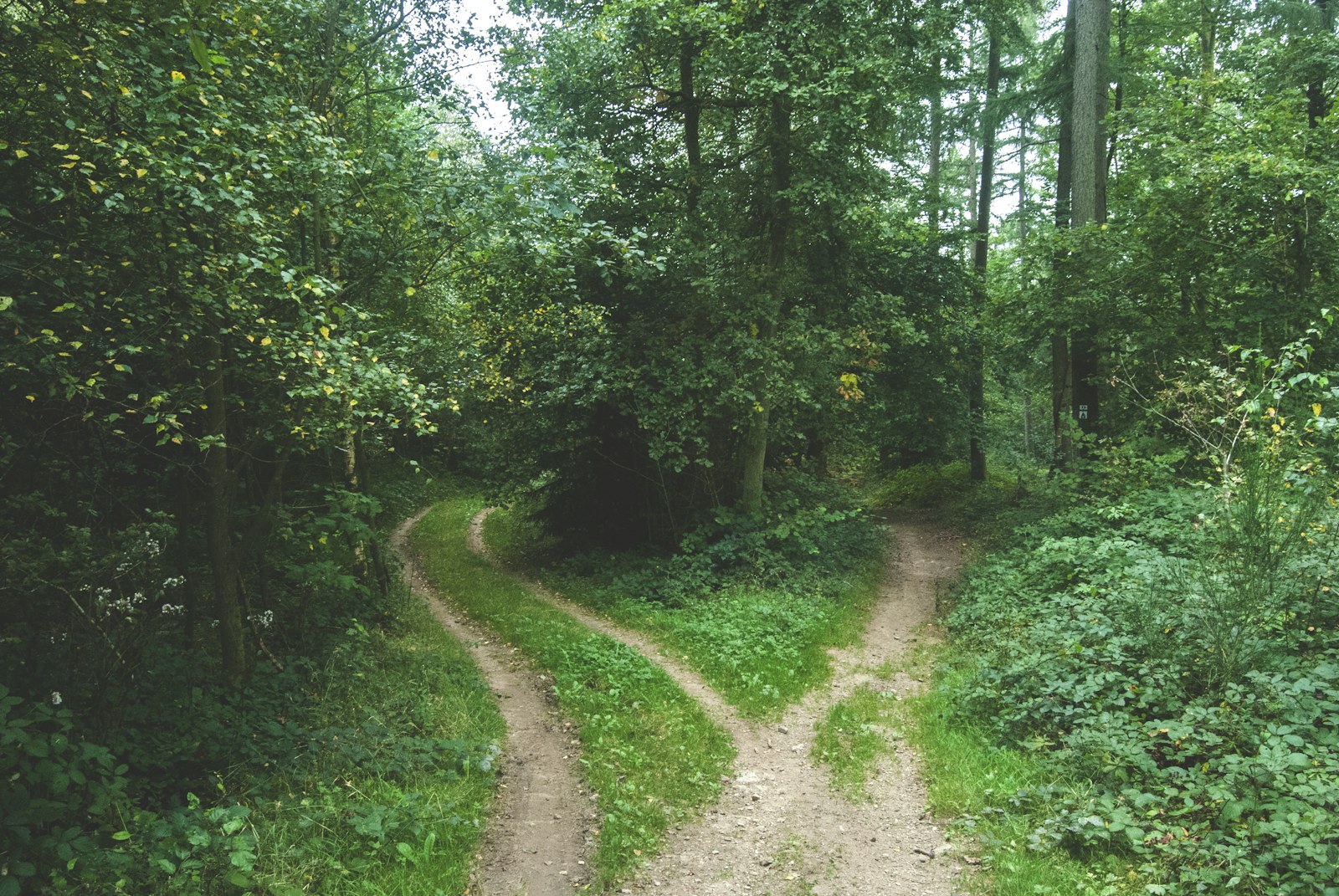 A path in a forest splitting into two directions between trees.
