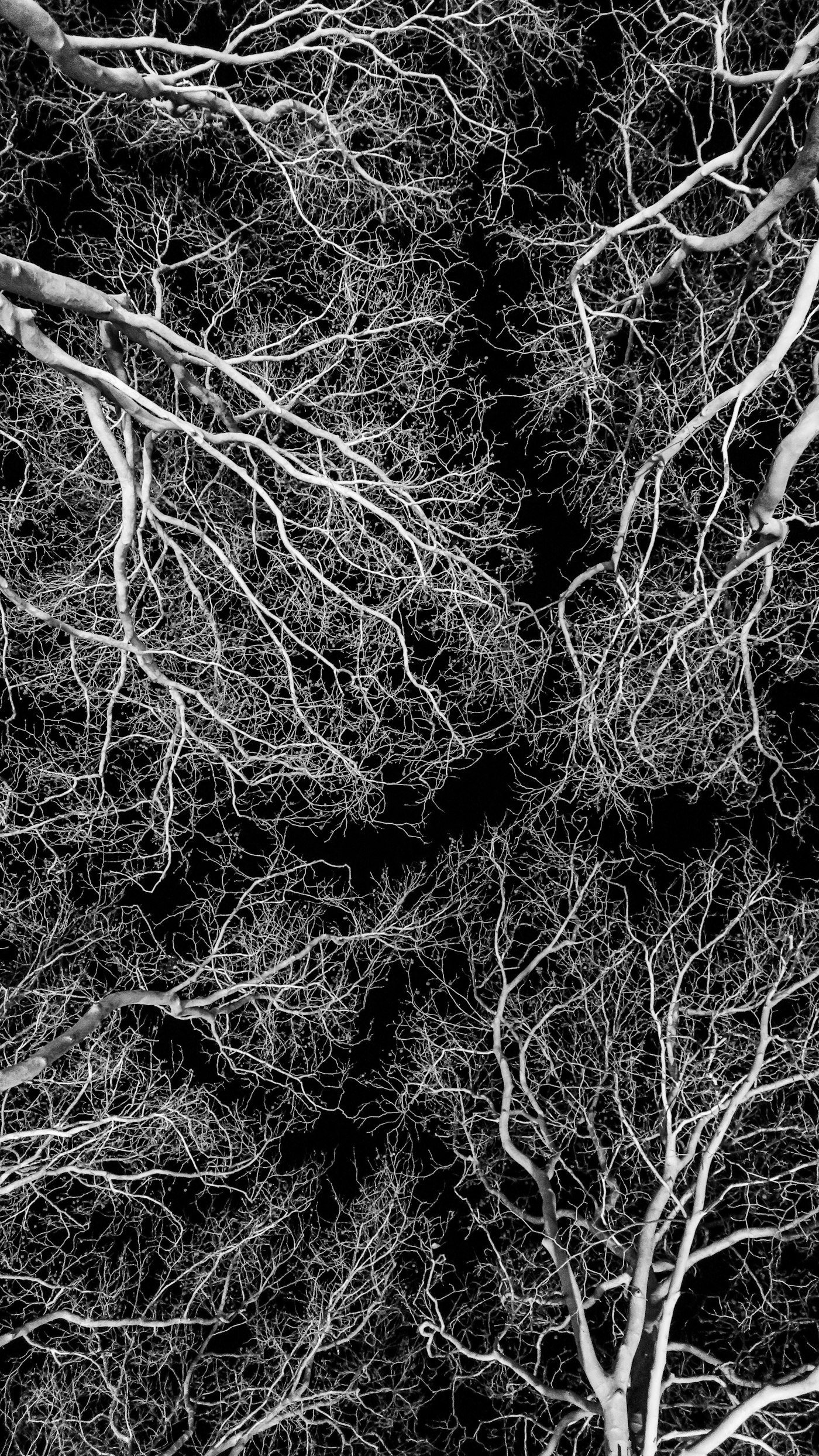 A leafless tree photographed against an overcast sky, branches splitting in fractal patterns.
